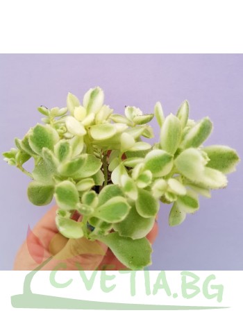 Котиледон(Cotyledon ladismithiensis variegated)